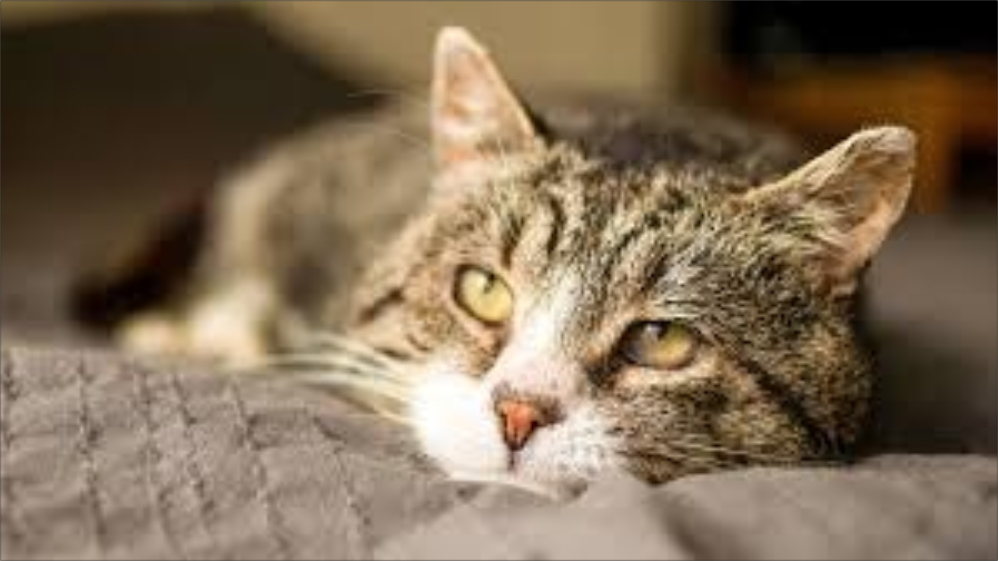   Es imprescindible la revisión veterinaria de las mascotas y el buen cuidado por parte de los humanos para aumentar su ciclo de vida